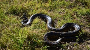 Anacondas, monos y otros: La lista de los animales silvestres sueltos por Asunción