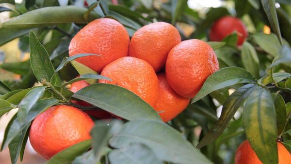 Mandarina: muy apreciada en invierno pero menos consumida que la naranja (Murcott, la más comercializada)