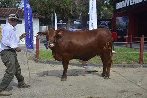 Vaquilla presente en la Expo registra carne con alto porcentaje de marmoleo - Nacionales - ABC Color