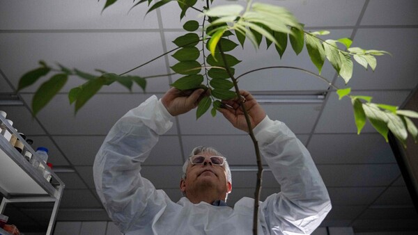 Planta similar al cannabis encierra secreto clave y produce esperanza