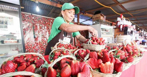 Inauguración oficial de la Expo Frutilla se realizará el 15 de julio