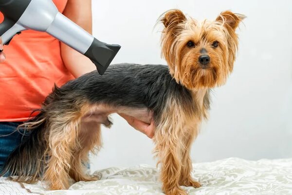 Secar el pelo del perro con secador ¿sí o no? - Mascotas - ABC Color