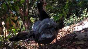 Ofrece recompensa para quien le diga dónde está su pato Juan