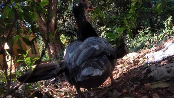 Ofrece recompensa para quien le diga dónde está su pato Juan