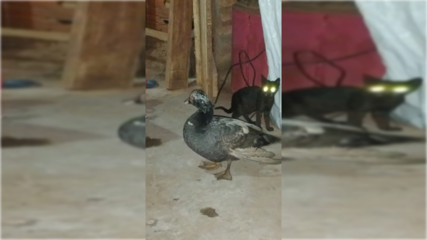 Le robaron su patito Juan y atendé lo que ofrece para recuperarlo