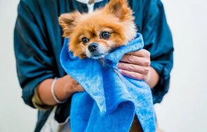 Mascotas: ¿Aumenta el “olor a perro” con la humedad? - Mascotas - ABC Color