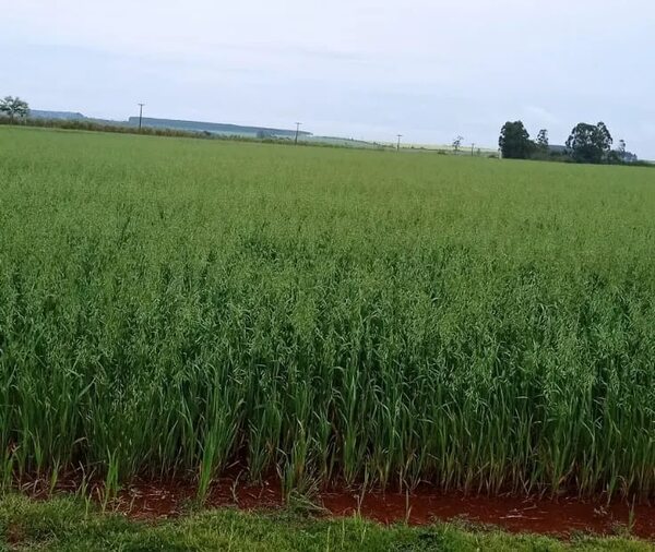 Lluvias generan expectativas para alta productividad en el campo - ABC en el Este - ABC Color