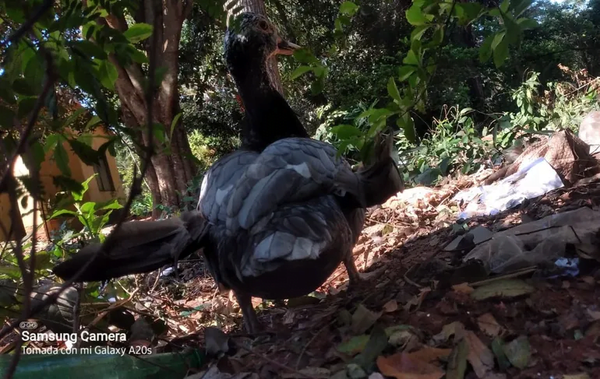 Busca a su pato “Juan” y ofrece G. 100.000 de recompensa: “Por favor, no le coman” - Noticiero Paraguay