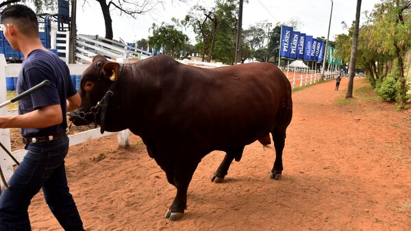 Alta calidad de bovinos muestra que el productor no paró de invertir