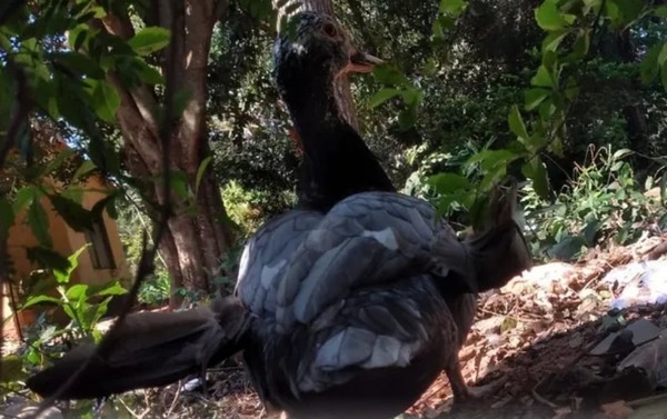 Diario HOY | Buscan al patito Juan llevado por un supuesto chespi y ofrecen recompensa