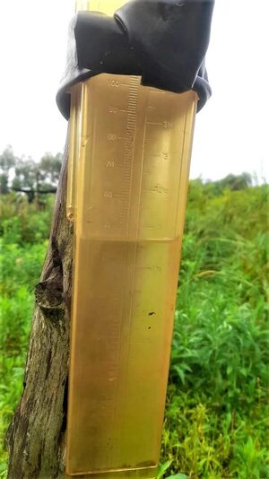 Favorable lluvia para el cultivo, pero la excesiva humedad puede propiciar la aparición de hongos - Nacionales - ABC Color