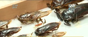 Invasión de ''Cucarachas de agua'' - SNT