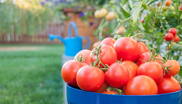 Precaución por presunta infección viral de tomates en la Argentina | 1000 Noticias