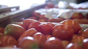 Precaución por presunta infección viral de tomates en la Argentina