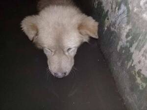 Falleció "Oso" el perrito encontrado en el desagüe