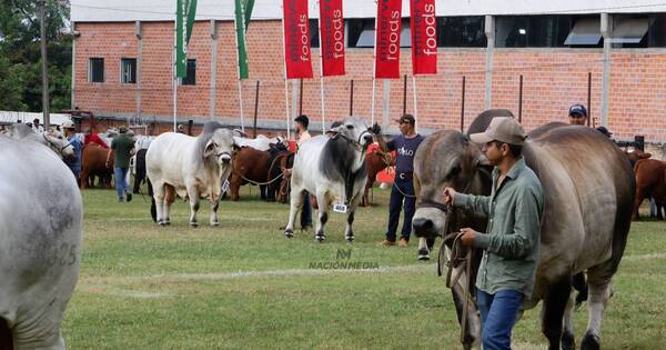 La Nación / Expo MRA: pasión y competitividad resultan en fusión ideal para animales de alta calidad