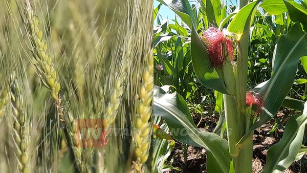 TRIGO Y MAIZ ZAFRIÑA MUESTRAN BUEN DESARROLLO - Itapúa Noticias