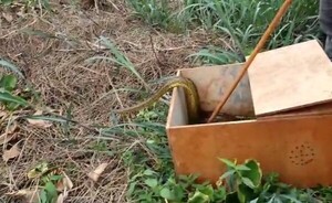 Devolvieron a su hábitat natural a una kuriju