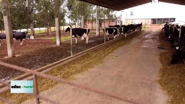 Video: Cooperativa Bergthal presentó sus balanceados en Cooprolanda - ABC Rural - ABC Color