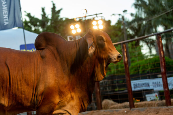 Hoy martes rematan reproductores Brahman de Campo en la Expo MRA