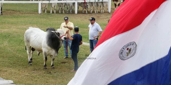 Sector ganadero aboga por la aprobación del proyecto que habilitará sistema de identificación animal - ADN Digital