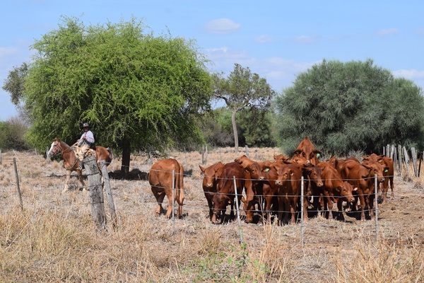 CREA y ARP presentarán proyecto para la producción de carne sostenible en el Chaco