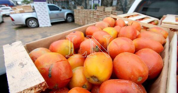 La Nación / Recomiendan utilizar semillas certificadas ante posible virus del tomate argentino