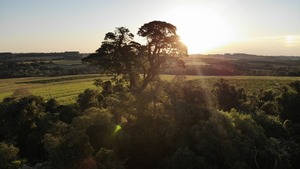 Diario HOY | Colosos de la Tierra: récord de 1.050 árboles postulados