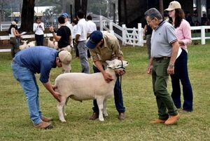 Expo 2023: El sector pecuario marca presencia con unos 2.000 animales en competencia - MarketData