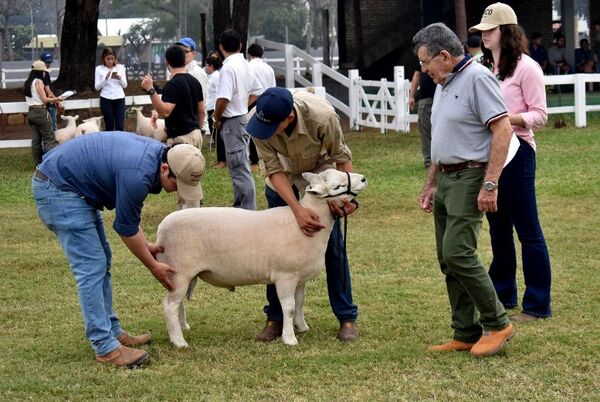 Expo 2023: El sector pecuario marca presencia con unos 2.000 animales en competencia - MarketData