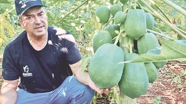 AGRICULTOR DE BELLA VISTA PRODUCE 600 PLANTAS DE MAMÓN Y BUSCA LLEGAR A LOS SUPERMERCADOS