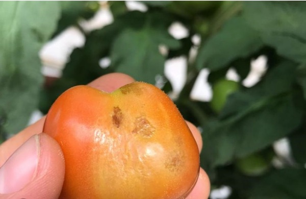 Advierten sobre posible virus del tomate argentino