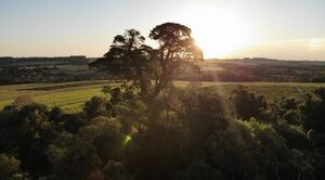 COLOSOS DE LA TIERRA: RÉCORD DE 1.050 ÁRBOLES POSTULADOS