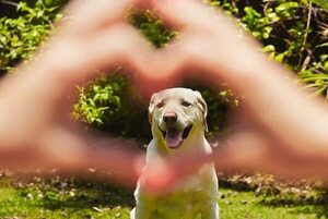 Crear el “vínculo perfecto” con nuestra mascota - Mascotas - ABC Color