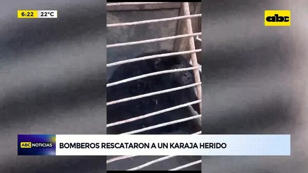 Video: Bomberos rescataron a un karaja herido - ABC Noticias - ABC Color