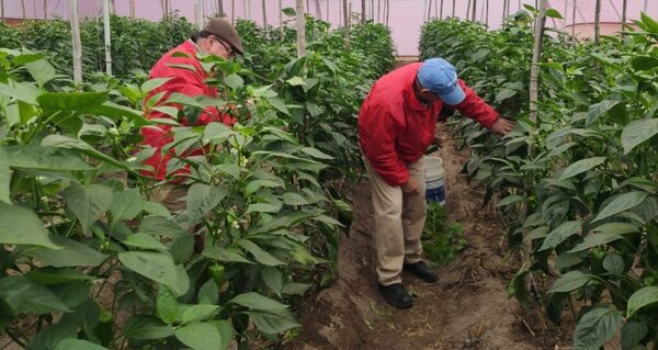 Moderna infraestructura optimiza producción hortícola en el Ñeembucú
