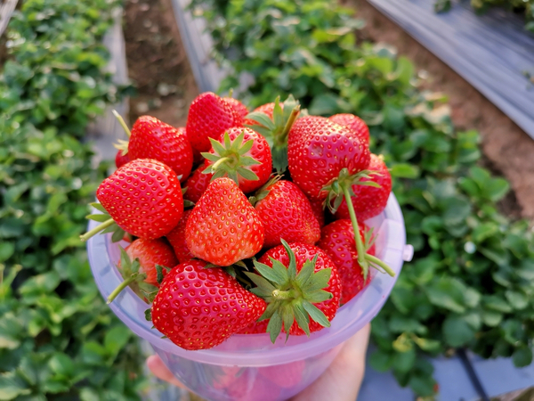 Productores inician la Expo Frutilla 2023