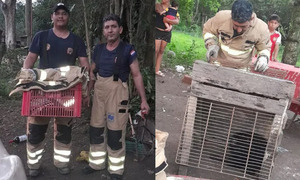 Bomberos rescataron a un karaja enjaulado y herido en Remansito - OviedoPress