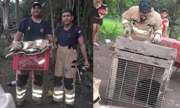 Bomberos rescataron a un karaja enjaulado y herido en Remansito - OviedoPress