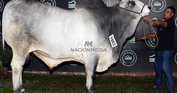 La Nación / Con 1.205 Kg se lució el animal más pesado de la Expo 2023