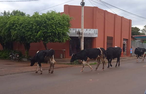 El mal de nunca acabar en San José de los Arroyos; Animales sueltos en la vía pública - Noticiero Paraguay