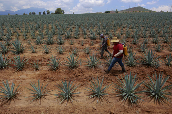 La sobreproducción de agave para tequila en México enciende alertas climáticas - MarketData
