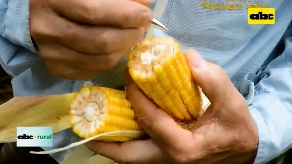 Video: Madurez ideal para cosecha de maíz para ensilado - ABC Rural - ABC Color