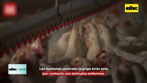 Video: Japón suspende compra regionalizada en Brasil por gripe aviar en granja   - ABC Rural - ABC Color