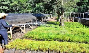 Vivero de Itaipu produjo más de 500.000 plantines forestales en el primer semestre del 2023