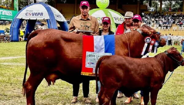 “Tacuara” Cardozo, feliz porque su vaca se consagró campeona en la Expo 2023 - Noticiero Paraguay