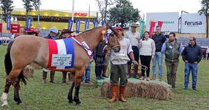 La Nación / Ganadera Sofía, premiada entre los mejores puestos en la raza criolla