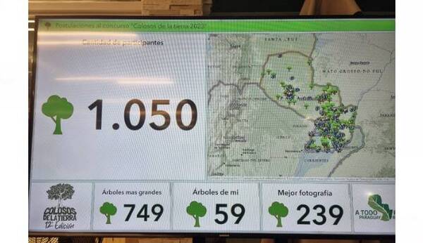 Más de 1000 árboles se postularon para ser el "coloso"