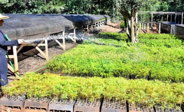Vivero de Itaipú produjo más de 500.000 plantines forestales