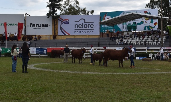 Ñande Roga logró el Gran Campeón y Óscar Cardozo la Gran Campeona Senepol